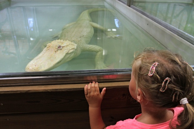 A girl looks at an albino crocodile in its enclosure in the Crocodile zoo in Protivin, Czech Republic. It is the only zoo in Europe to have a pair of the rare species