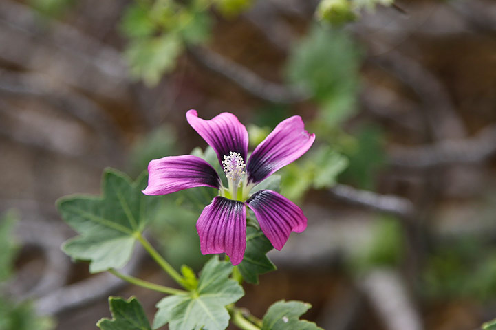 Week in Wildlife: Channel Island tree mallow