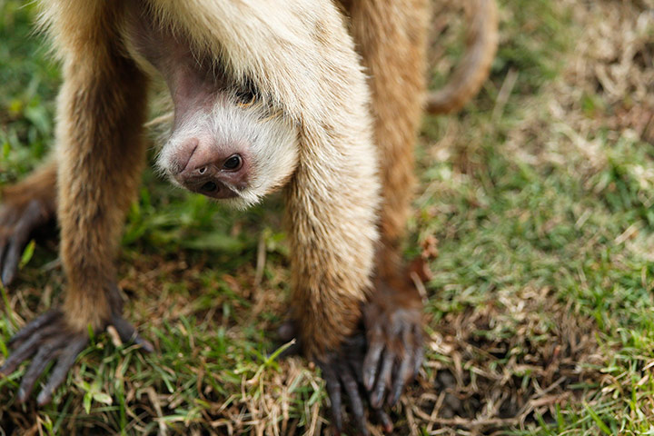 Week in Wildlife: A baby capuchin monkey hangs upside down 