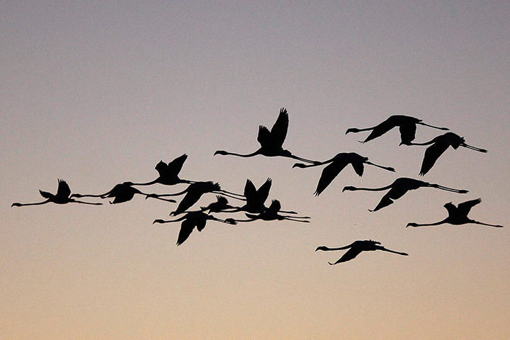 Week in Wildlife: Flamingos fly during dawn at the Fuente de Piedra natural reserve