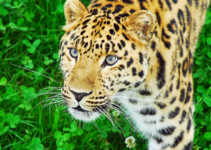 Week in Wildlife: Zoos help species avoid extinction