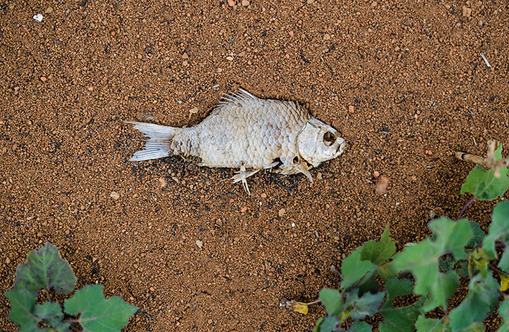 Week in Wildlife: Severe Drought Hits Hunan Province In China