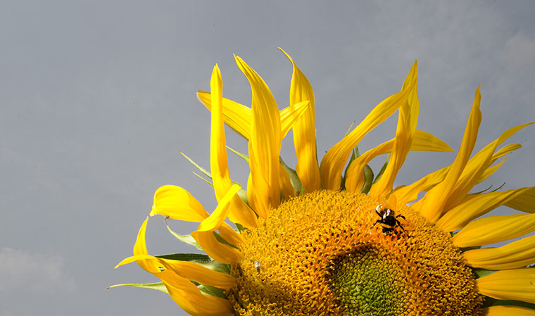 Week in Wildlife: Sunflowers