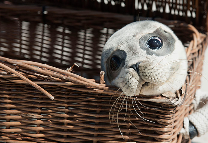 Week in Wildlife: Return to the wild of seals