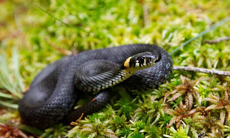 Week in Wildlife: A grass snake is pictured at a marsh called Zhada near Luzhki