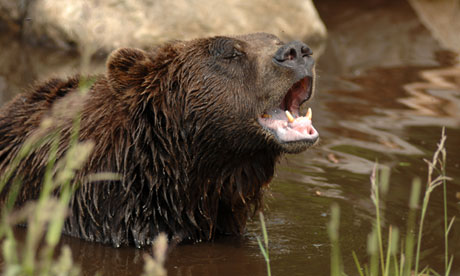 Four suffer minor injuries in Yellowstone grizzly bear attacks | World