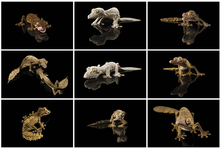 20 Photos: Combination photograph of leaf-tailed geckos