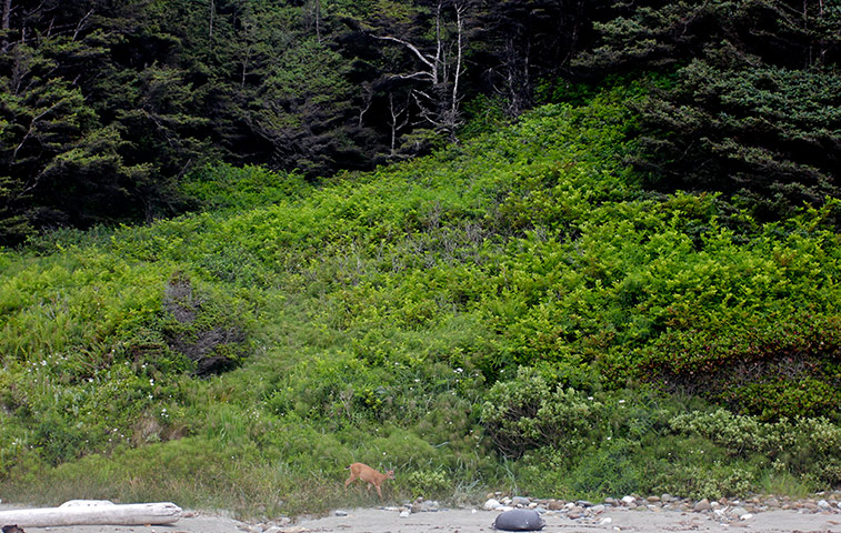 Week in wildlife: A doe emerges from the brush to eat leaves at Shi Shi Beach
