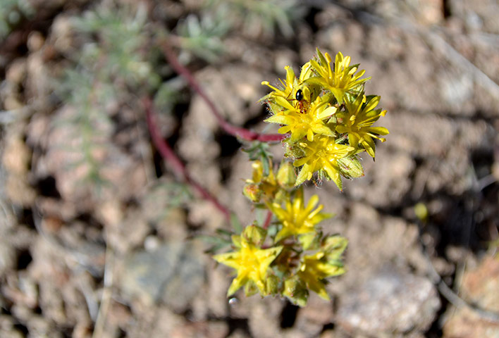 Week in wildlife: Webber's ivesia