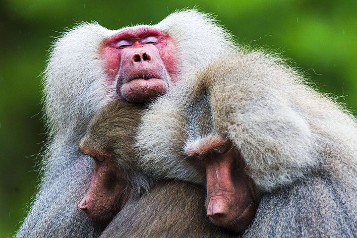 Week in wildlife: The hamadryas baboons behave strangely at the Emmen Zoo, in Netherlands