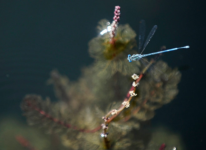 Week in wildlife: A dragonfly hovers along the Treska River near the capital Skopje