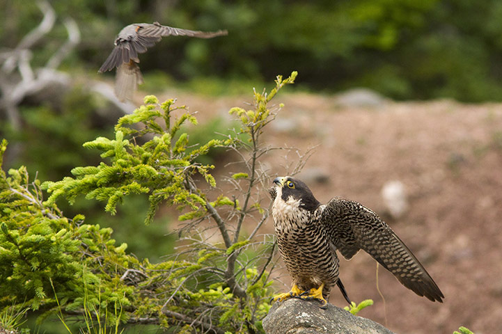 Week in wildlife: American robin versus peregrine falcon, Bay of Fundy, Canada 