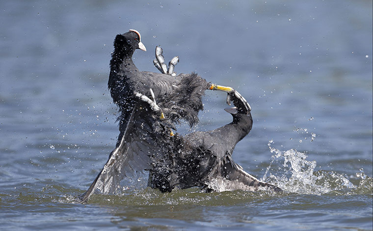 Week in wildlife: Kung Fu Coots, Hertfordshire