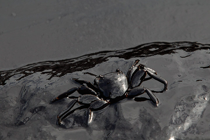 Week in wildlife: A crab covered in oil slick is seen at Ao Prao Beach in Koh Samet