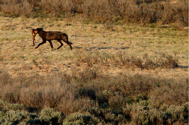 Week in wildlife: A wolf walks with a set of elk legs in Yellowstone National Park
