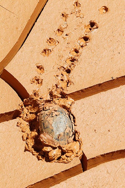 Week in wildlife: A tortoise makes its way through mud in Kfar Kila village in south Lebanon