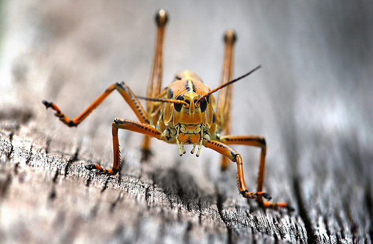Week in wildlife: Florida Lubber Grasshopper