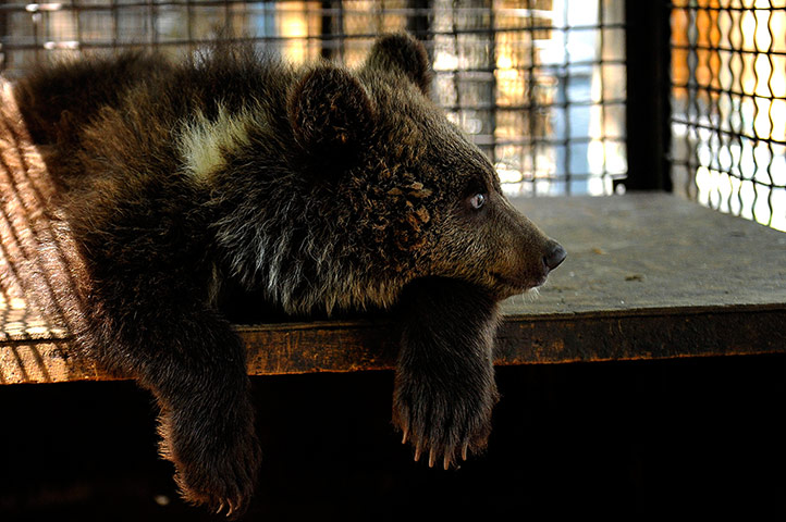 Week in wildlife: six-month-old female bear cub, lies on a crate in a zoo in Haisyn, Ukraine