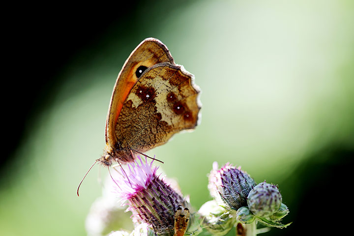 Week in wildlife: Meadow Brown butterfly