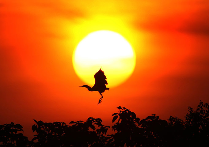 Week in wildlife: An egret is seen against the setting sun at the lakeside of Poyang Lake