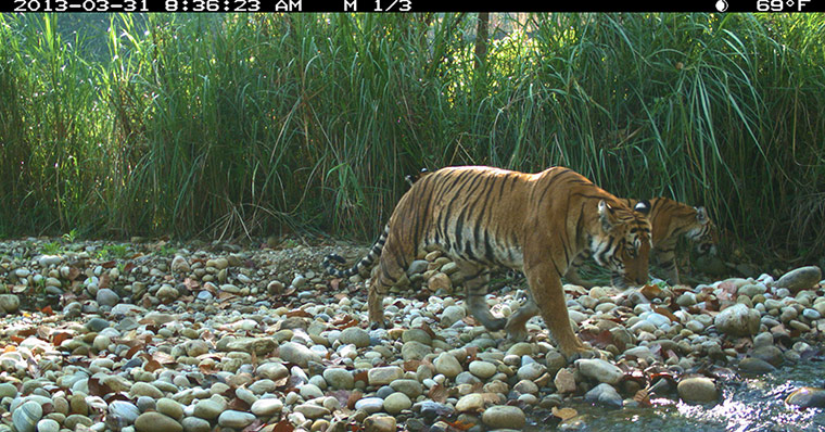 Week in wildlife: Tigress with cubs, Chitwan National Park, Terai Arc Landscape, Nepal.