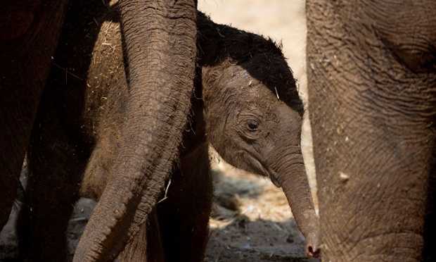 A newly born Asian elephant calf stands between its mother and grandmother a few hours after it was born at the Ramat Gan safari near Tel Aviv, Israel.