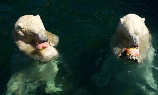 Polar bears are used to melting ice but they need to be quick to eat frozen fruits treats at their enclosure in the zoo in Hannover, Germany as temperatures soar to 39 degrees celsius.