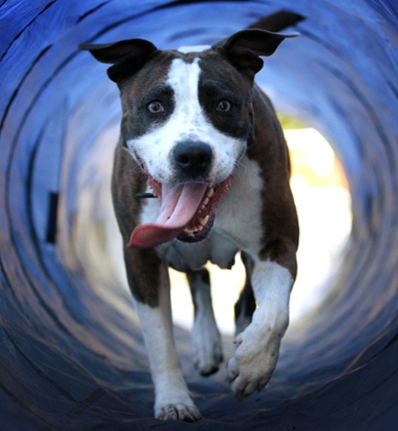 Every dog has it's day. A dog runs through a tunnel as it enjoys a 'Dog Day' in the first dog playground in Rotterdam, The Netherlands.