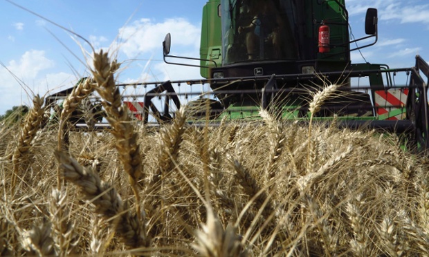 Another effect of the warm summer temperatures,  French farmer harvests wheat in a field in Raches, near Douai, northern France.