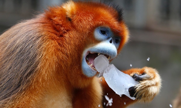 A golden monkey tackles an ice block in a zoo in Shanghai, China. Apparently Shanghai is having its hottest summer in more than a century.