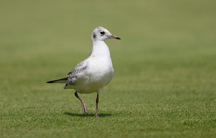 ashes 3rd test day 2: Seagull