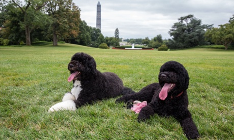 Puppy love: Bo (left) and Sunny, the Obama family's new puppy, on the South Lawn of the White House in Washington. Sunny, a one-year-old Portuguese Water Dog, moved into the White House to join the Obama family and Bo.