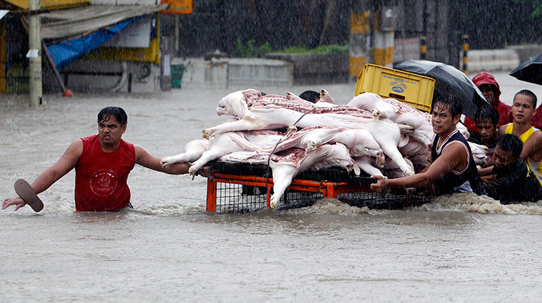 Manila floods: Filipinos transport hog meat in a flooded street in Las Pinas city