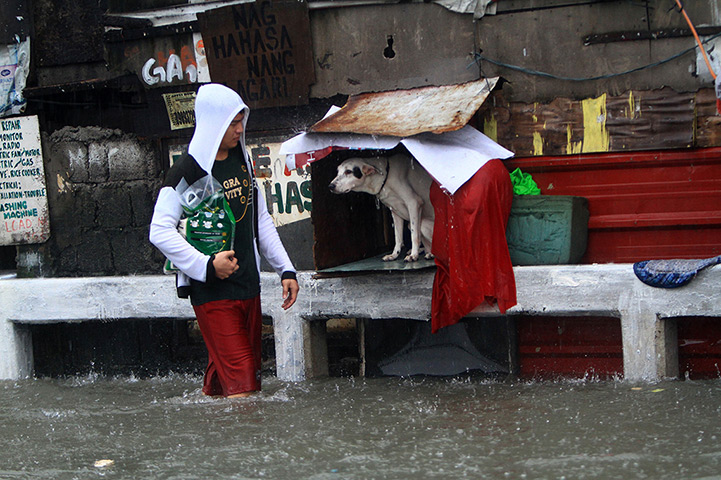 Manila floods: A man wades past a sheltering dog in  Quezon City, 