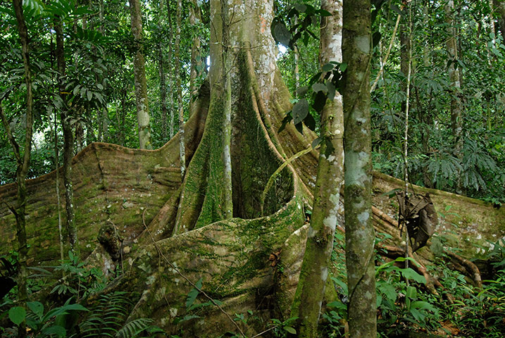 Ecuador: Yasuni-ITT Initiative and oil ressources