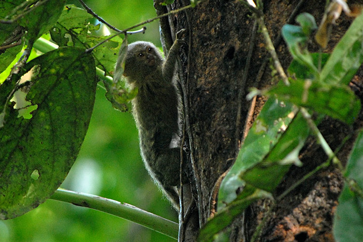 Ecuador: Yasuni-ITT Initiative and oil ressources