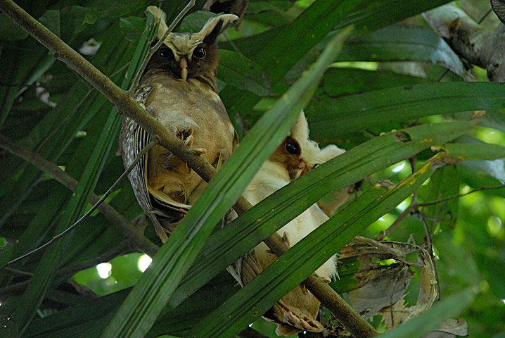 Ecuador: Yasuni-ITT Initiative and oil ressources