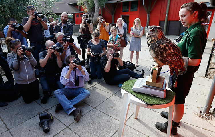 London Zoo weigh-in: Photographers take pictures of Max, a Eurasian eagle owl, as he perches on a scale 