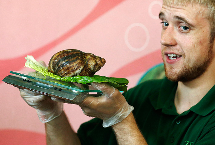 London Zoo weigh-in: Keeper Jeff Lambert holds a scale while he weighs a giant African land snail
