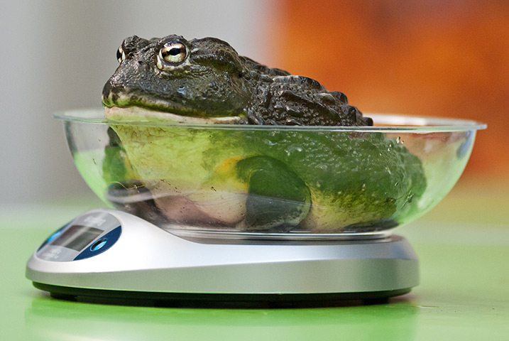 London Zoo weigh-in: An African bullfrog weighing 400g sits on a scale 