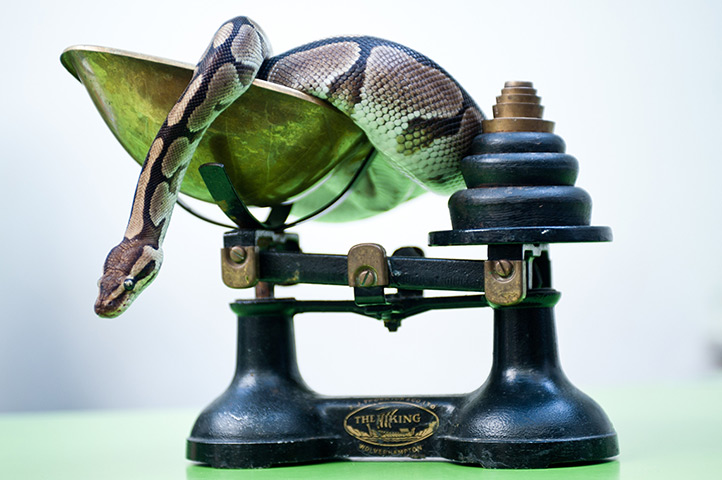 London Zoo weigh-in: a royal python on a scale 