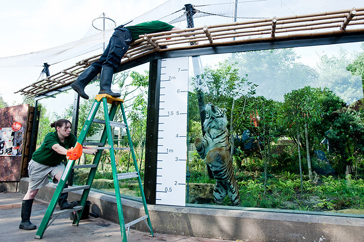 London Zoo weigh-in: Zookeepers measure a Sumatran tiger named Jae Jae 