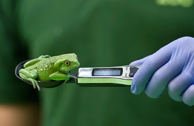 London Zoo weigh-in: a 40g waxy monkey frog is weighed 