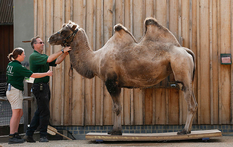 London Zoo weigh-in: Keepers weigh Noemie, a bactrian camel
