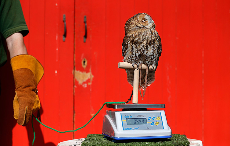 London Zoo weigh-in: Alberta, a tawny owl, perches on a scale 