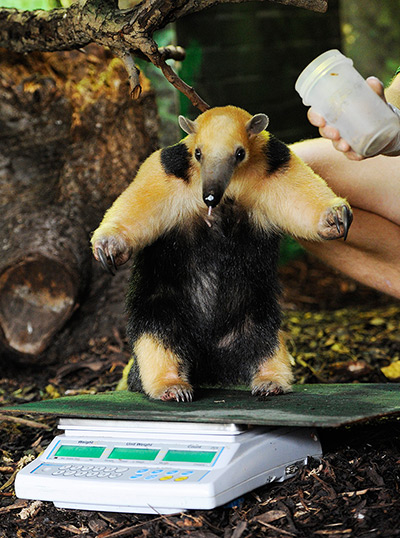 London Zoo weigh-in: Tammy, a South American anteater, is weighed