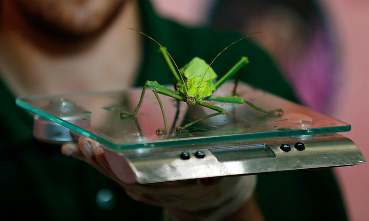 London Zoo weigh-in: Keeper Jeff Lambert holds a scale while he weighs a jungle nymph stick insect