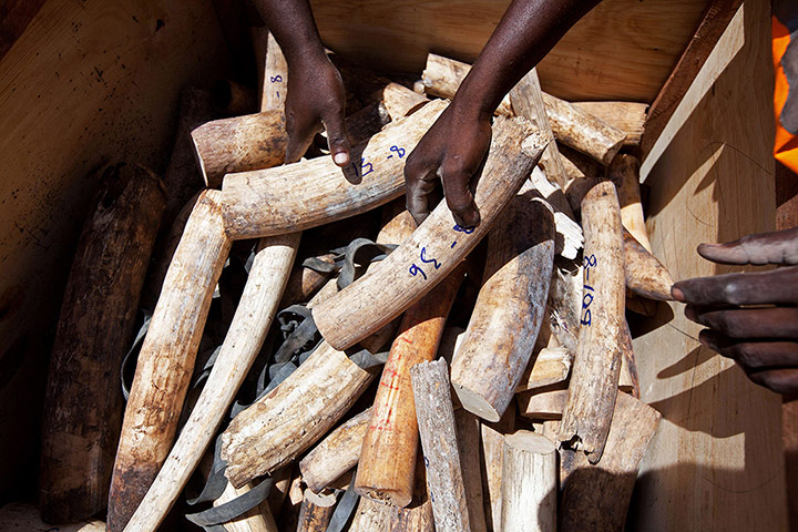 Clown Without Borders: Kenya Ports Authority (KPA) workers take the Ivory tusks out of boxes