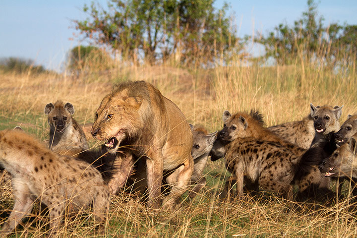 Clown Without Borders: Clan Of Hyenas Attack Lone Lion And Steal Its Prey
