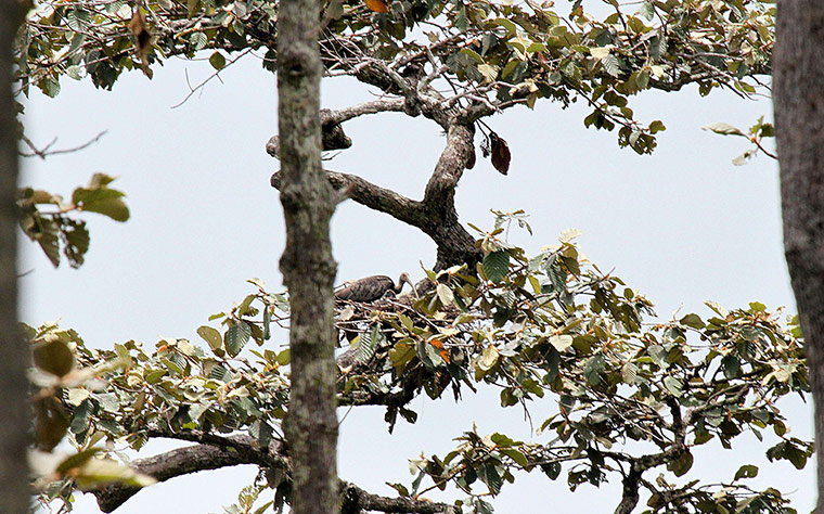 Clown Without Borders: critically-endangered giant ibis